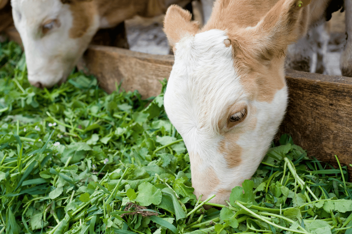 Hydroponic Fodder Production: Best Legume Species for Sustainable Livestock Feed